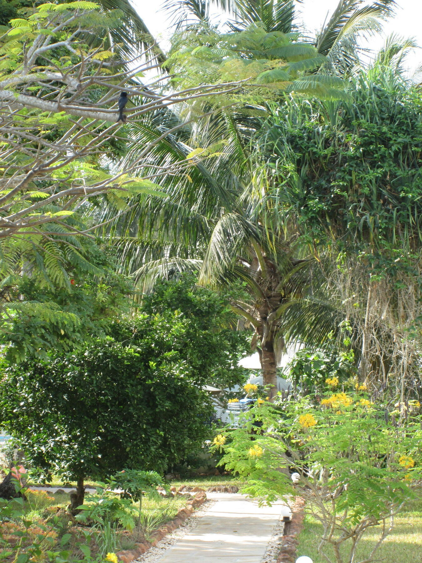 Flame Tree Cottages Nungwi Exterior photo